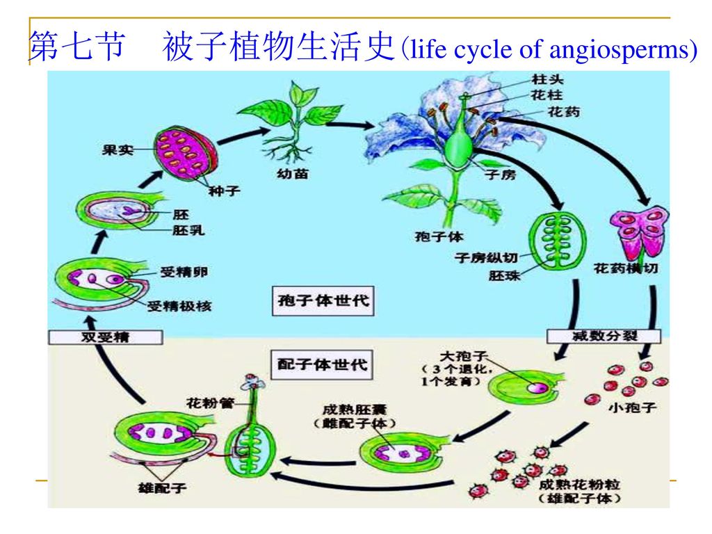 第七节 被子植物生活史(life cycle of angiosperms)