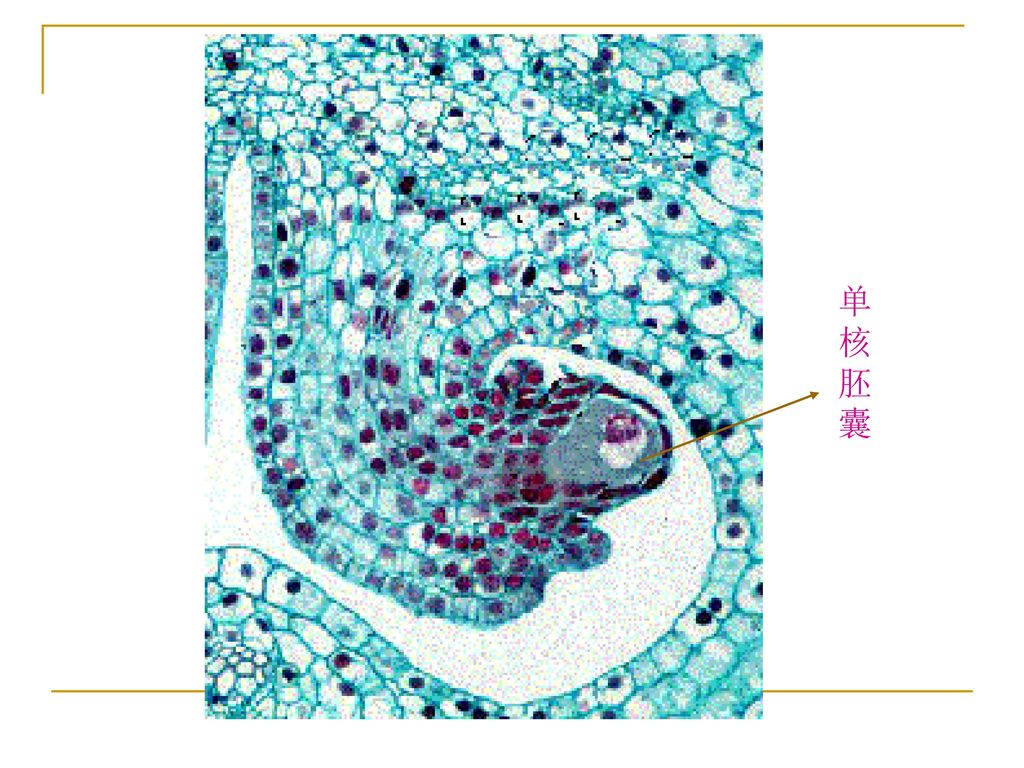 单核胚囊