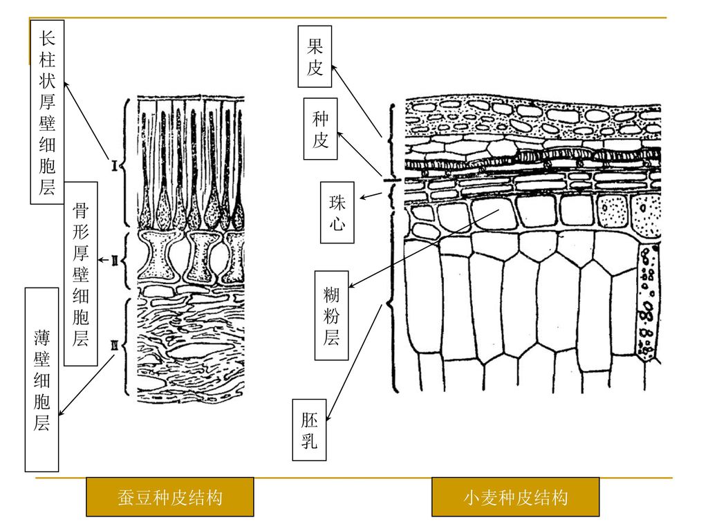 长 柱 状 厚 壁 细 胞 层 果 皮 种 皮 骨 形 厚 壁 细 胞 层 珠 心 糊 粉 层 薄 壁 细 胞 层 胚 乳 蚕豆种皮结构 小麦种皮结构