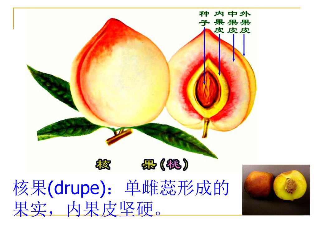 核果(drupe)：单雌蕊形成的果实，内果皮坚硬。
