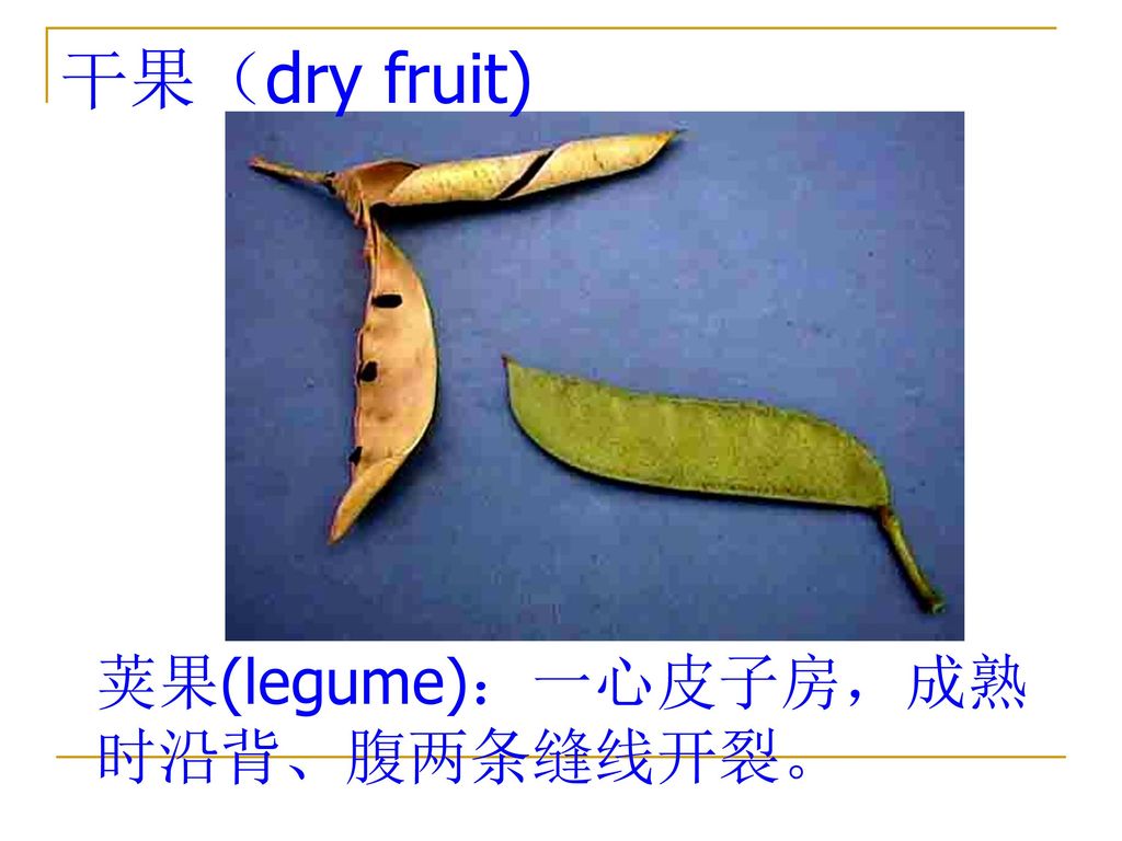 干果（dry fruit) 荚果(legume)：一心皮子房，成熟时沿背、腹两条缝线开裂。