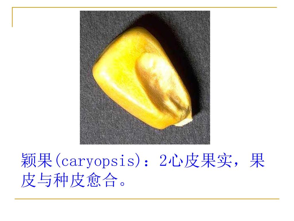 颖果(caryopsis)：2心皮果实，果皮与种皮愈合。