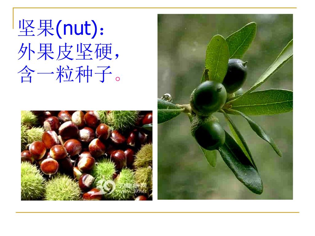 坚果(nut)：外果皮坚硬，含一粒种子。