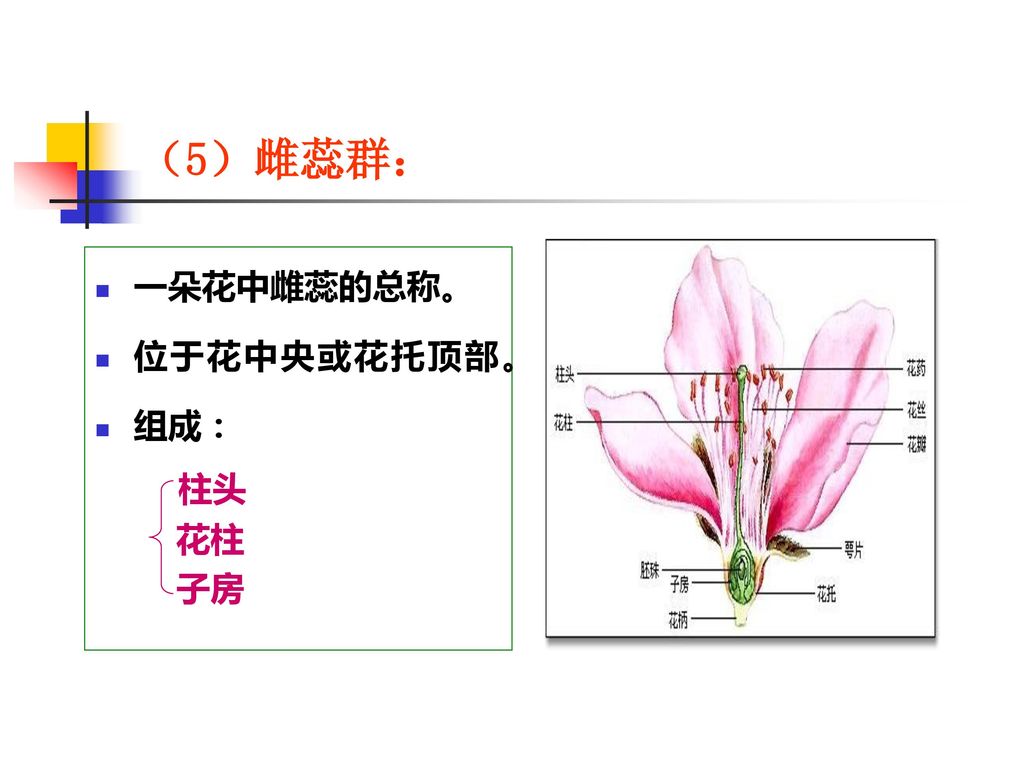 （5）雌蕊群： 一朵花中雌蕊的总称。 位于花中央或花托顶部。 组成： 柱头 花柱 子房