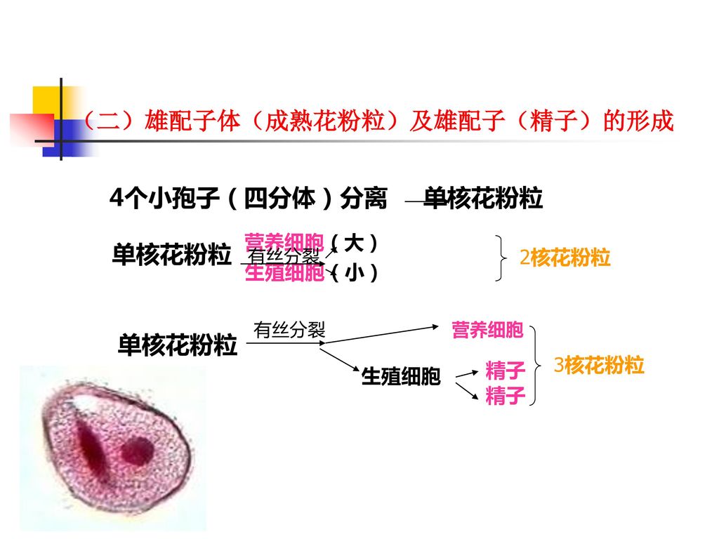 （二）雄配子体（成熟花粉粒）及雄配子（精子）的形成
