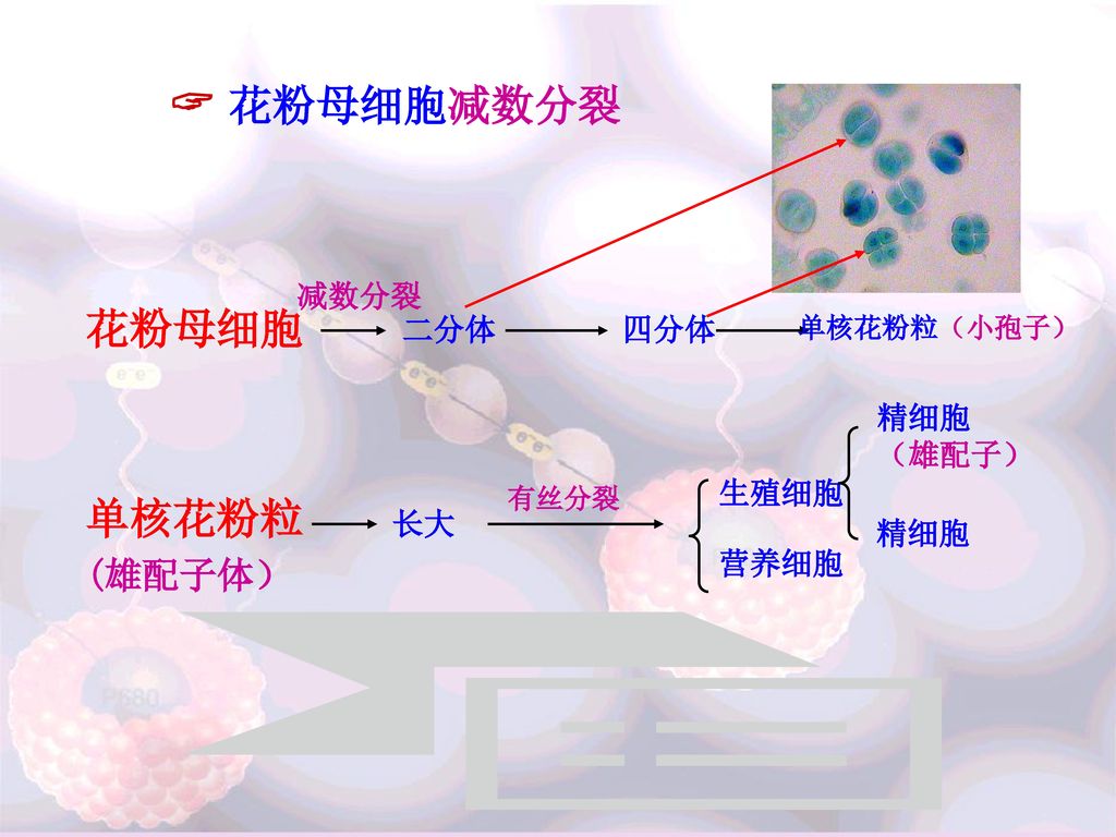  花粉母细胞减数分裂 花粉母细胞 单核花粉粒 (雄配子体） 减数分裂 二分体 四分体 精细胞 （雄配子） 生殖细胞 长大 精细胞 营养细胞