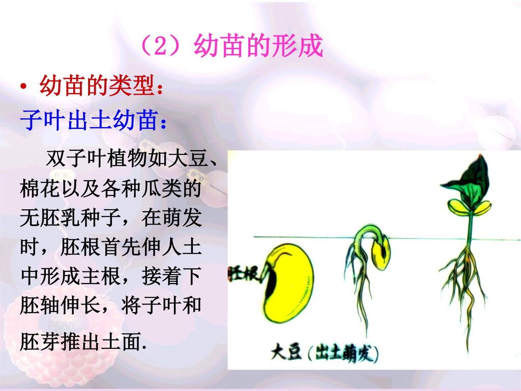 （2）幼苗的形成 双子叶植物如大豆、 幼苗的类型： 子叶出土幼苗： 棉花以及各种瓜类的 无胚乳种子，在萌发 时，胚根首先伸人土