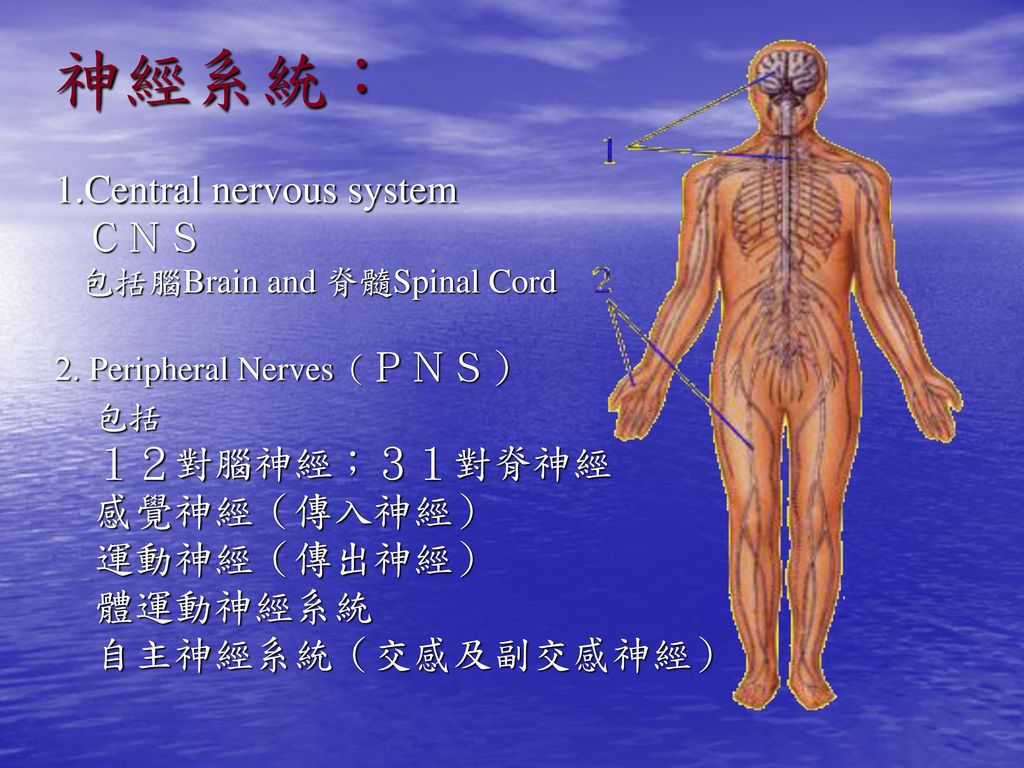 神經系統： 1.Central nervous system ＣＮＳ 包括 １２對腦神經；３１對脊神經 感覺神經（傳入神經）