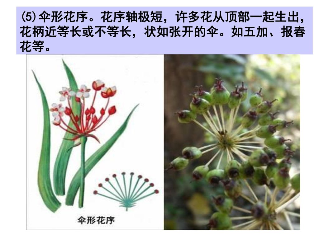 (5)伞形花序。花序轴极短，许多花从顶部一起生出，花柄近等长或不等长，状如张开的伞。如五加、报春花等。