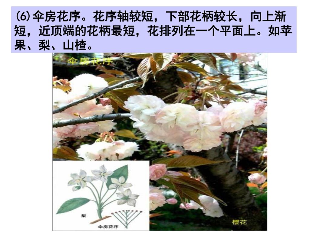 (6)伞房花序。花序轴较短，下部花柄较长，向上渐短，近顶端的花柄最短，花排列在一个平面上。如苹果、梨、山楂。