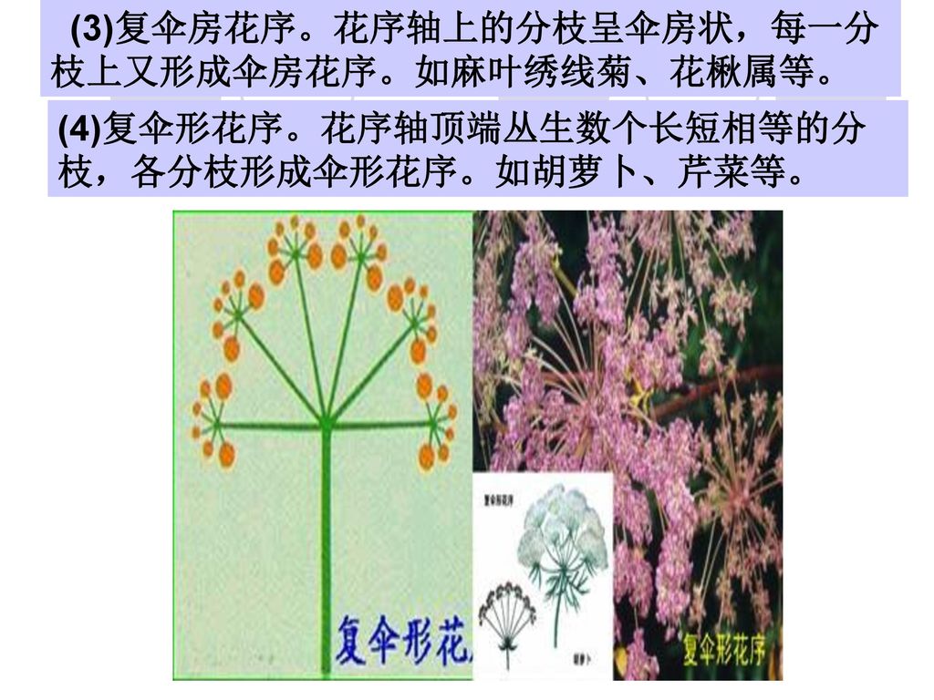 (3)复伞房花序。花序轴上的分枝呈伞房状，每一分枝上又形成伞房花序。如麻叶绣线菊、花楸属等。