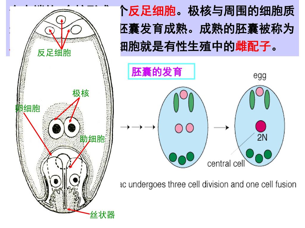 合点端的3个核形成3个反足细胞。极核与周围的细胞质形成中央细胞。至此胚囊发育成熟。成熟的胚囊被称为雌配子体，其中的卵细胞就是有性生殖中的雌配子。