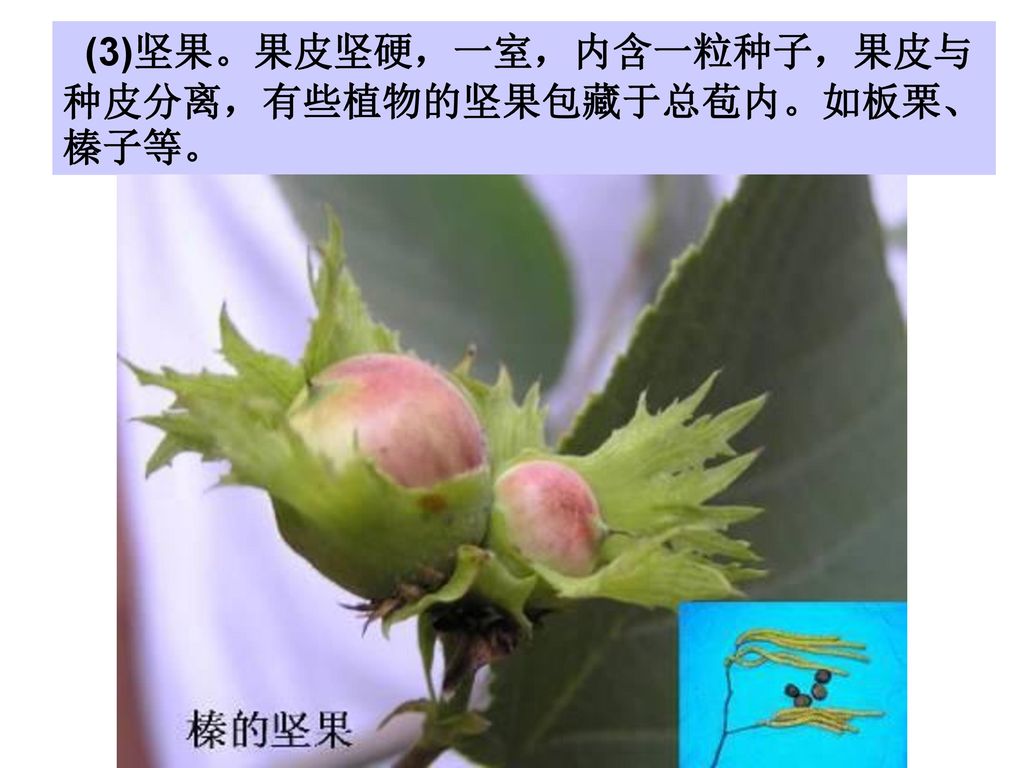 (3)坚果。果皮坚硬，一室，内含一粒种子，果皮与种皮分离，有些植物的坚果包藏于总苞内。如板栗、榛子等。