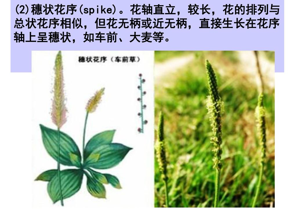 (2)穗状花序(spike)。花轴直立，较长，花的排列与总状花序相似，但花无柄或近无柄，直接生长在花序轴上呈穗状，如车前、大麦等。
