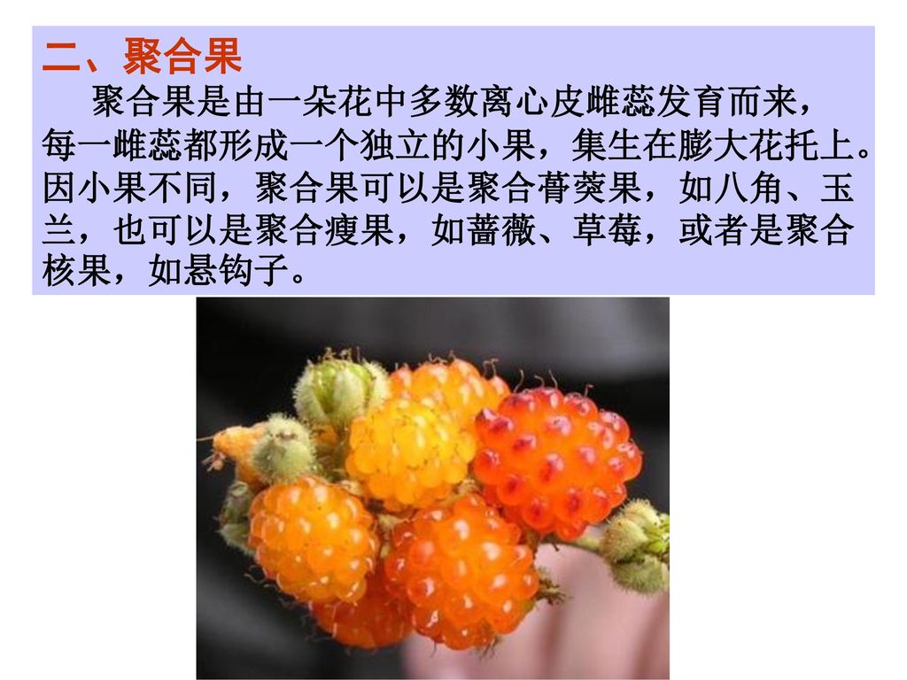 二、聚合果 聚合果是由一朵花中多数离心皮雌蕊发育而来，每一雌蕊都形成一个独立的小果，集生在膨大花托上。因小果不同，聚合果可以是聚合蓇葖果，如八角、玉兰，也可以是聚合瘦果，如蔷薇、草莓，或者是聚合核果，如悬钩子。