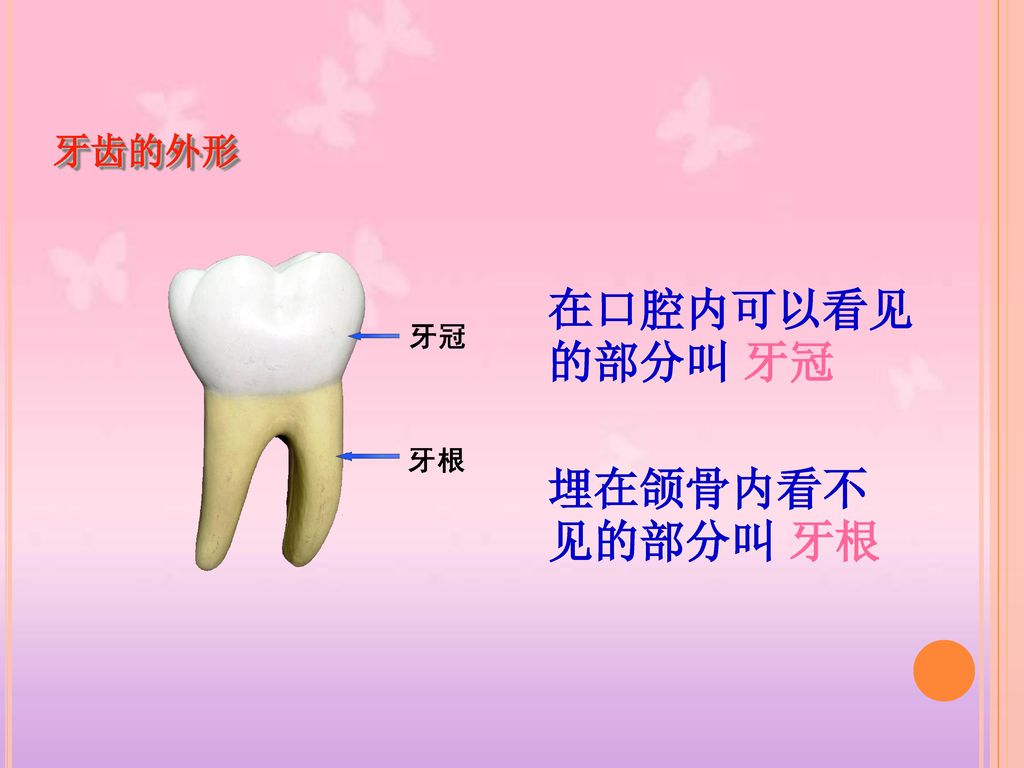 牙齿的外形 在口腔内可以看见的部分叫 牙冠 埋在颌骨内看不见的部分叫 牙根