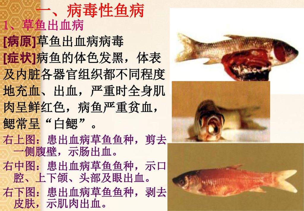 一、病毒性鱼病 1、草鱼出血病 [病原]草鱼出血病病毒 [症状]病鱼的体色发黑，体表 及内脏各器官组织都不同程度 地充血、出血，严重时全身肌