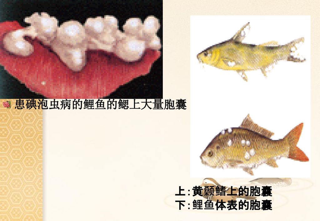 患碘泡虫病的鲤鱼的鳃上大量胞囊 上：黄颡鳍上的胞囊 下：鲤鱼体表的胞囊