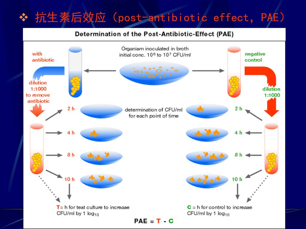抗生素后效应（post-antibiotic effect，PAE）