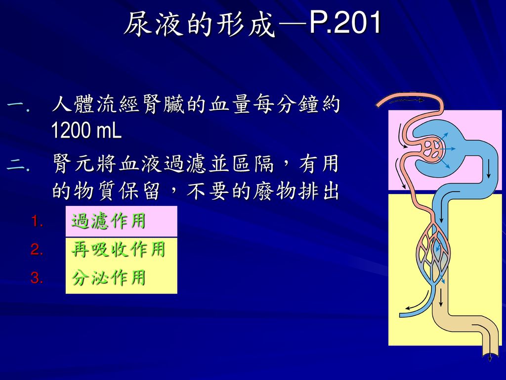 尿液的形成—P.201 人體流經腎臟的血量每分鐘約1200 mL 腎元將血液過濾並區隔，有用的物質保留，不要的廢物排出 過濾作用 再吸收作用