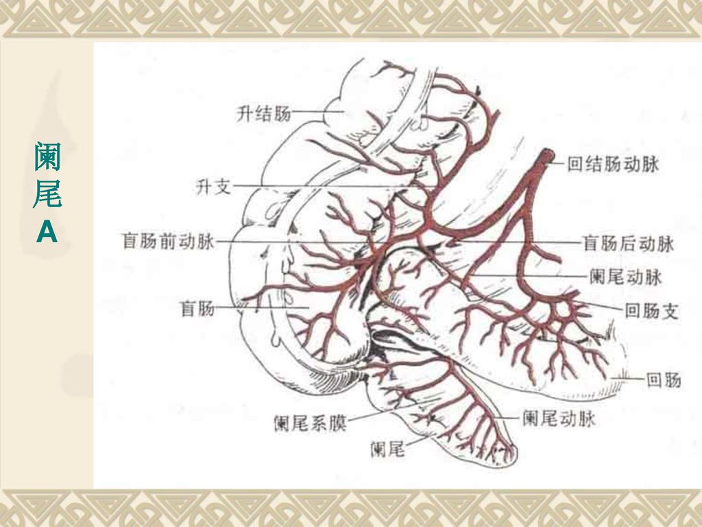 34                2)肠系膜上动脉第一腰椎