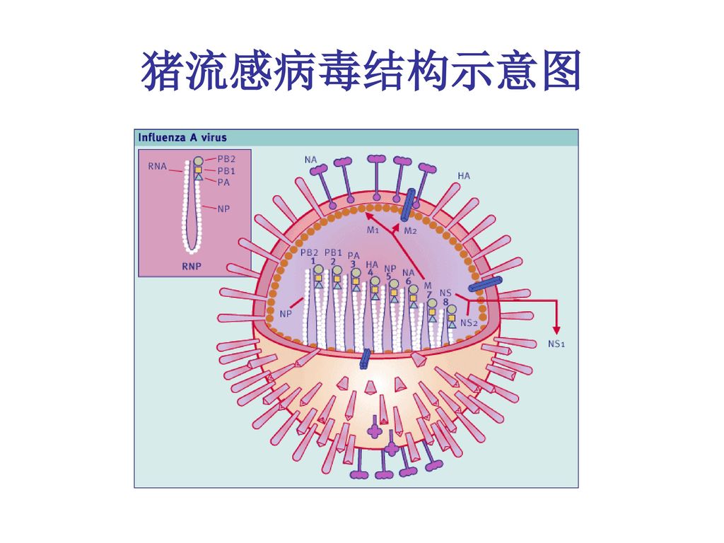 猪流感病毒结构示意图