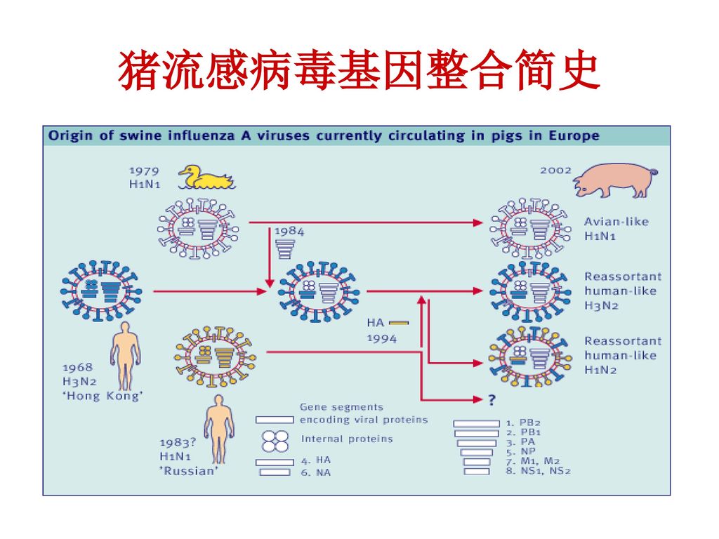 猪流感病毒基因整合简史 近40多年来，随着人类的活动、畜牧业和养殖业的发展，猪流感病毒发生了多次基因整合。截至目前，本次发生的感染人的猪流感病毒就是这种多次基因整合的结果。