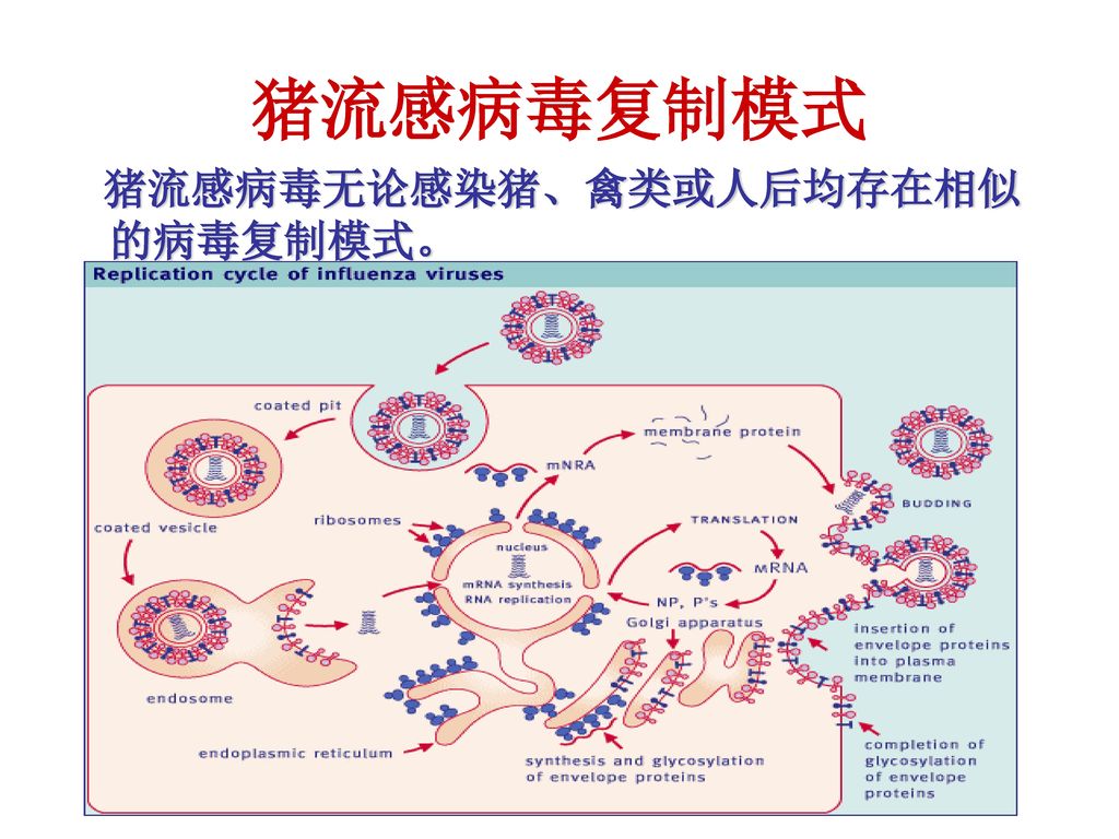 猪流感病毒复制模式 猪流感病毒无论感染猪、禽类或人后均存在相似的病毒复制模式。