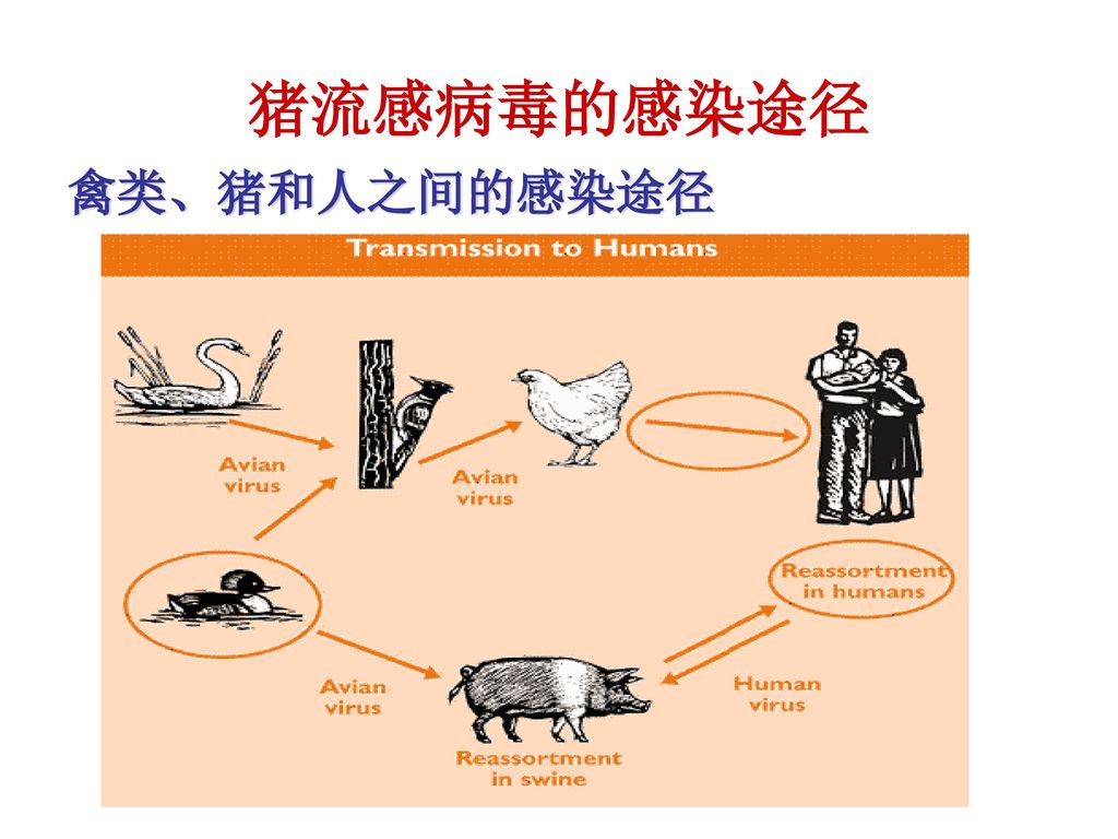猪流感病毒的感染途径 禽类、猪和人之间的感染途径