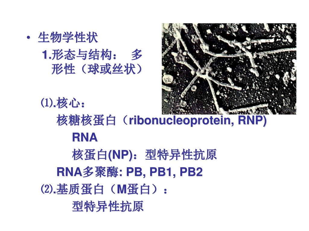 生物学性状 1.形态与结构： 多形性（球或丝状） ⑴.核心： 核糖核蛋白（ribonucleoprotein, RNP) RNA. 核蛋白(NP)：型特异性抗原. RNA多聚酶: PB, PB1, PB2.
