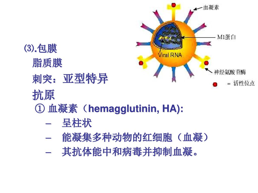 抗原 ⑶.包膜 脂质膜 刺突：亚型特异 ① 血凝素（hemagglutinin, HA): 呈柱状 能凝集多种动物的红细胞（血凝）