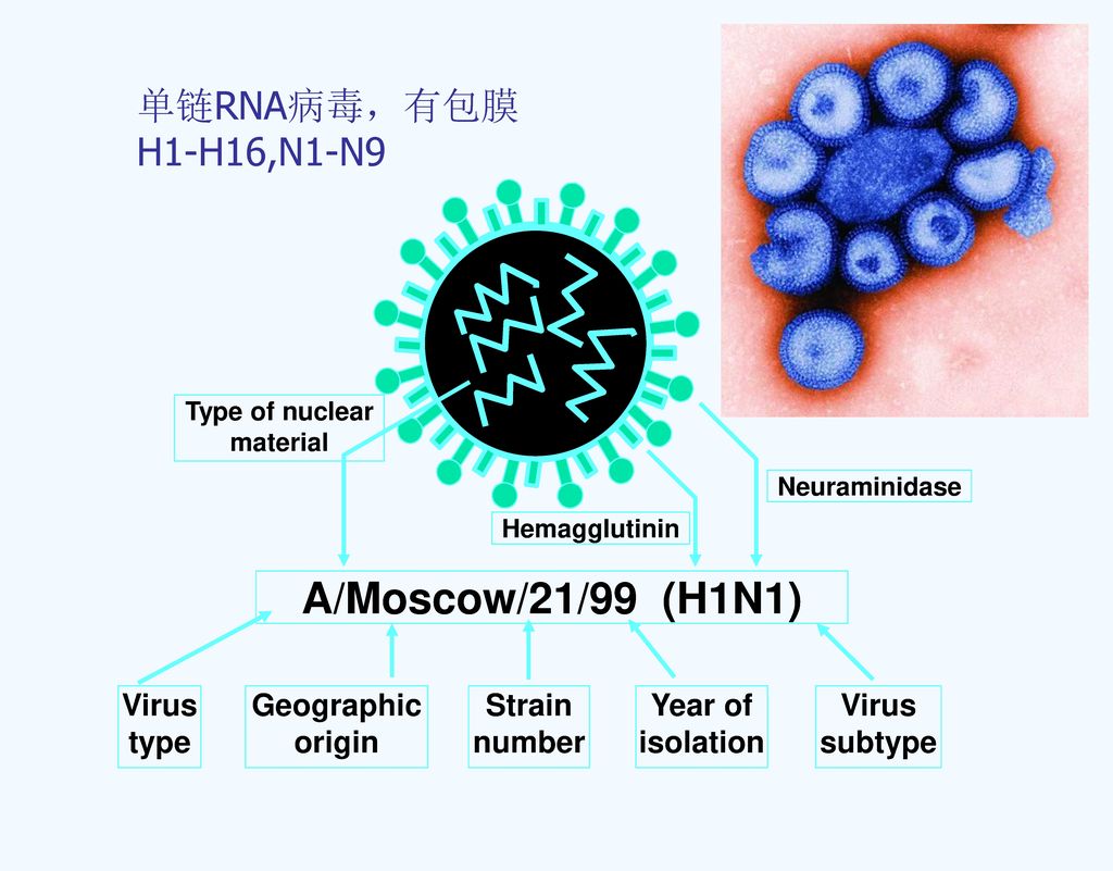 A/Moscow/21/99 (H1N1) 单链RNA病毒，有包膜 H1-H16,N1-N9 Virus type Geographic
