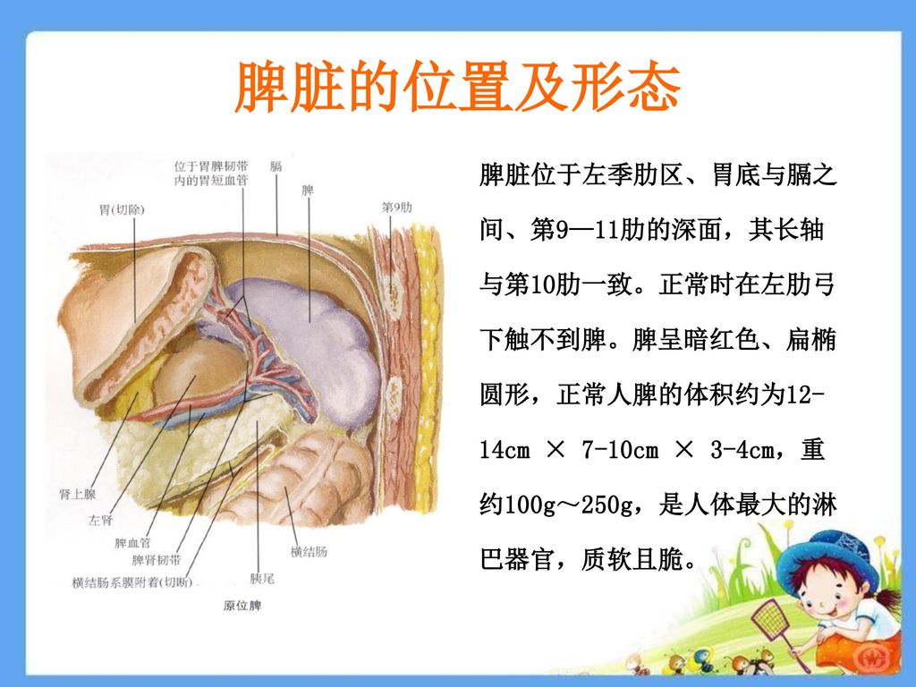 脾脏的位置及形态 脾脏位于左季肋区、胃底与膈之间、第9—11肋的深面，其长轴与第10肋一致。正常时在左肋弓下触不到脾。脾呈暗红色、扁椭圆形，正常人脾的体积约为12-14cm × 7-10cm × 3-4cm，重约100g～250g，是人体最大的淋巴器官，质软且脆。