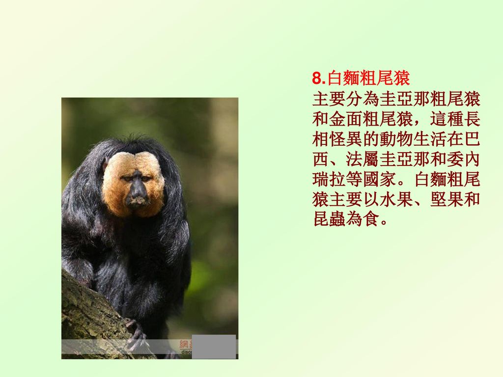 8.白麵粗尾猿 主要分為圭亞那粗尾猿和金面粗尾猿，這種長相怪異的動物生活在巴西、法屬圭亞那和委內瑞拉等國家。白麵粗尾猿主要以水果、堅果和昆蟲為食。
