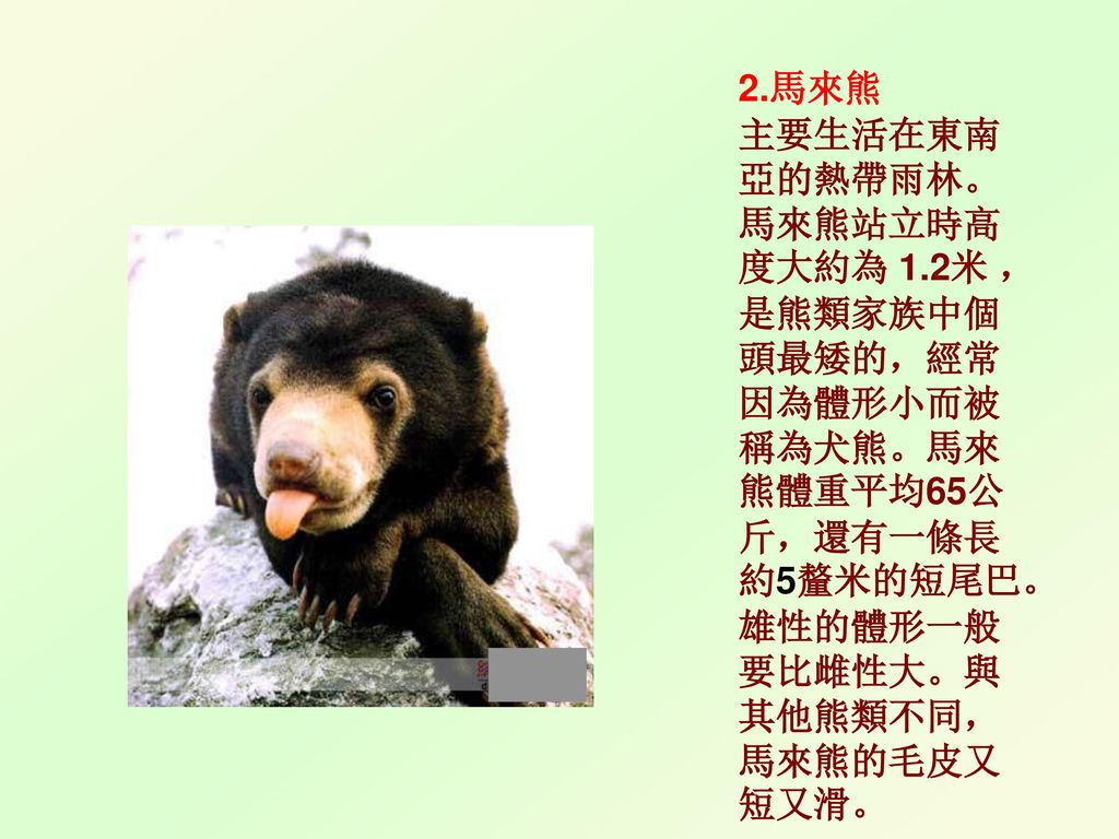 2. 馬來熊 主要生活在東南亞的熱帶雨林。馬來熊站立時高度大約為 1