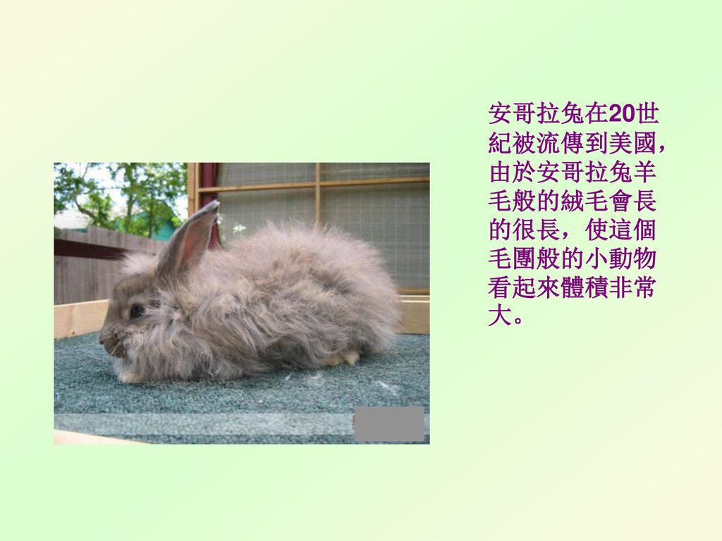 安哥拉兔在20世紀被流傳到美國，由於安哥拉兔羊毛般的絨毛會長的很長，使這個毛團般的小動物看起來體積非常大。