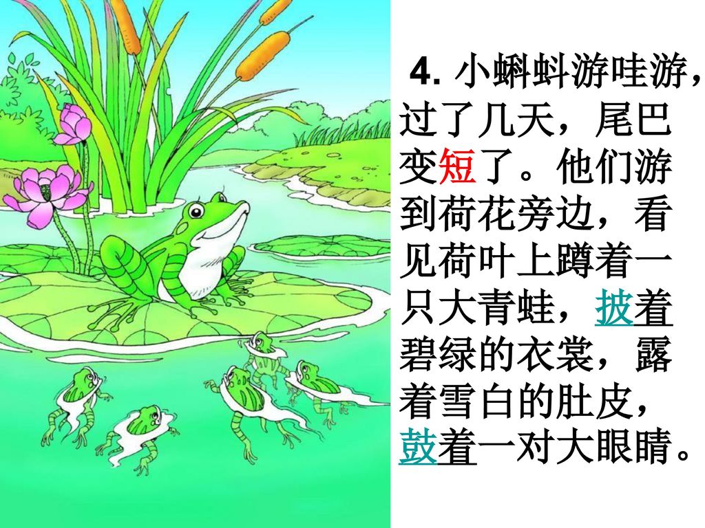 4. 小蝌蚪游哇游，过了几天，尾巴变短了。他们游到荷花旁边，看见荷叶上蹲着一只大青蛙，披着碧绿的衣裳，露着雪白的肚皮，鼓着一对大眼睛。