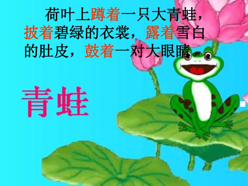 荷叶上蹲着一只大青蛙， 披着碧绿的衣裳，露着雪白 的肚皮，鼓着一对大眼睛。