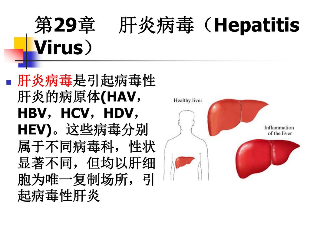 第29章 肝炎病毒（Hepatitis Virus）