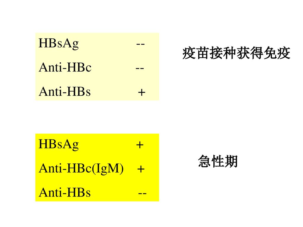 HBsAg -- Anti-HBc -- Anti-HBs + 疫苗接种获得免疫. HBsAg +
