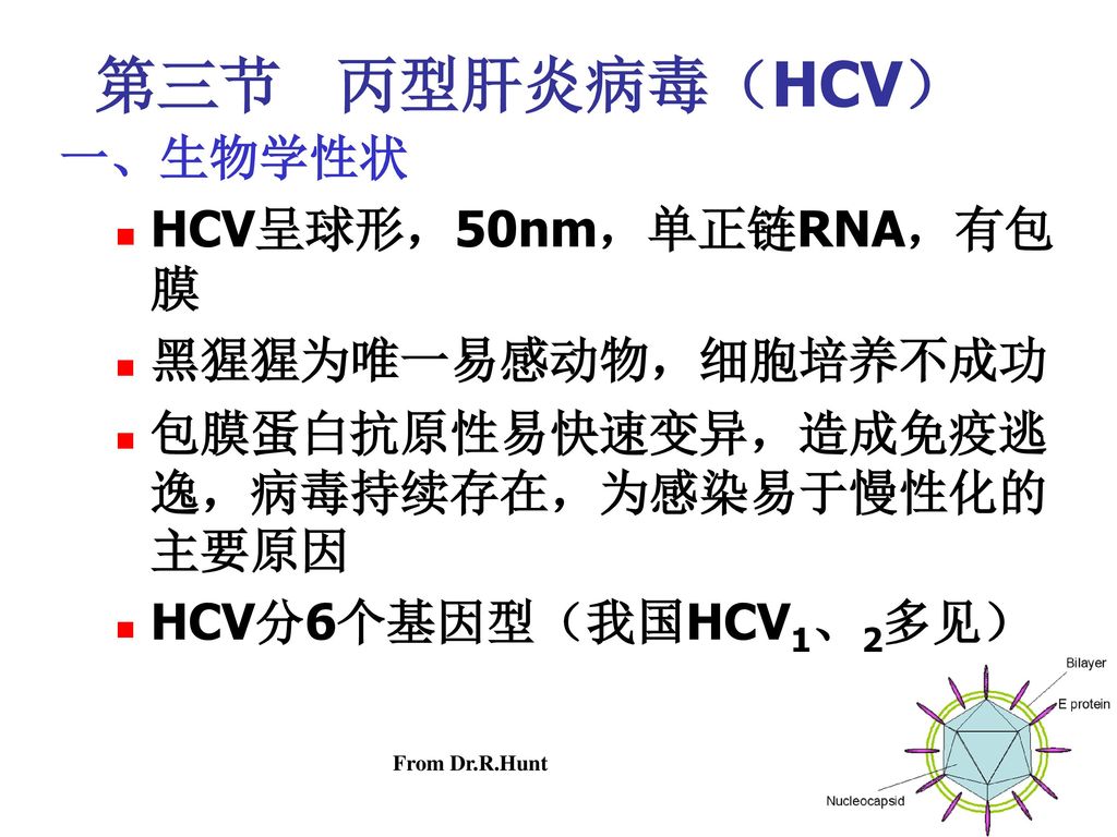 第三节 丙型肝炎病毒（HCV） 一、生物学性状 HCV呈球形，50nm，单正链RNA，有包膜 黑猩猩为唯一易感动物，细胞培养不成功