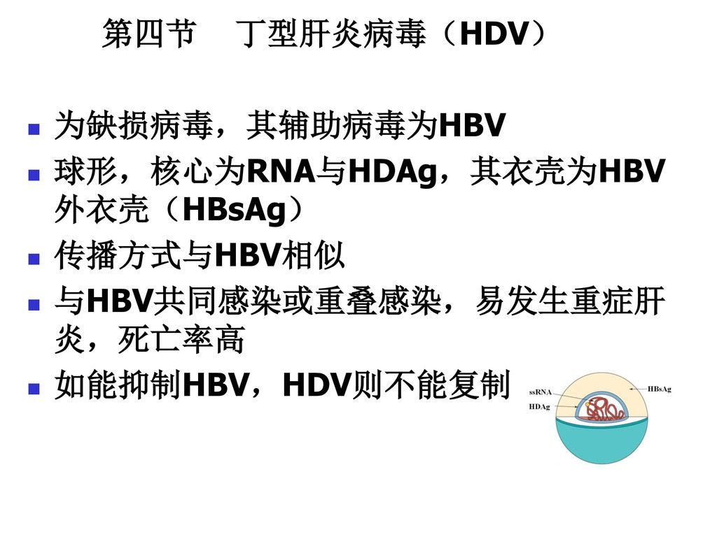 第四节 丁型肝炎病毒（HDV） 为缺损病毒，其辅助病毒为HBV. 球形，核心为RNA与HDAg，其衣壳为HBV外衣壳（HBsAg） 传播方式与HBV相似. 与HBV共同感染或重叠感染，易发生重症肝炎，死亡率高.
