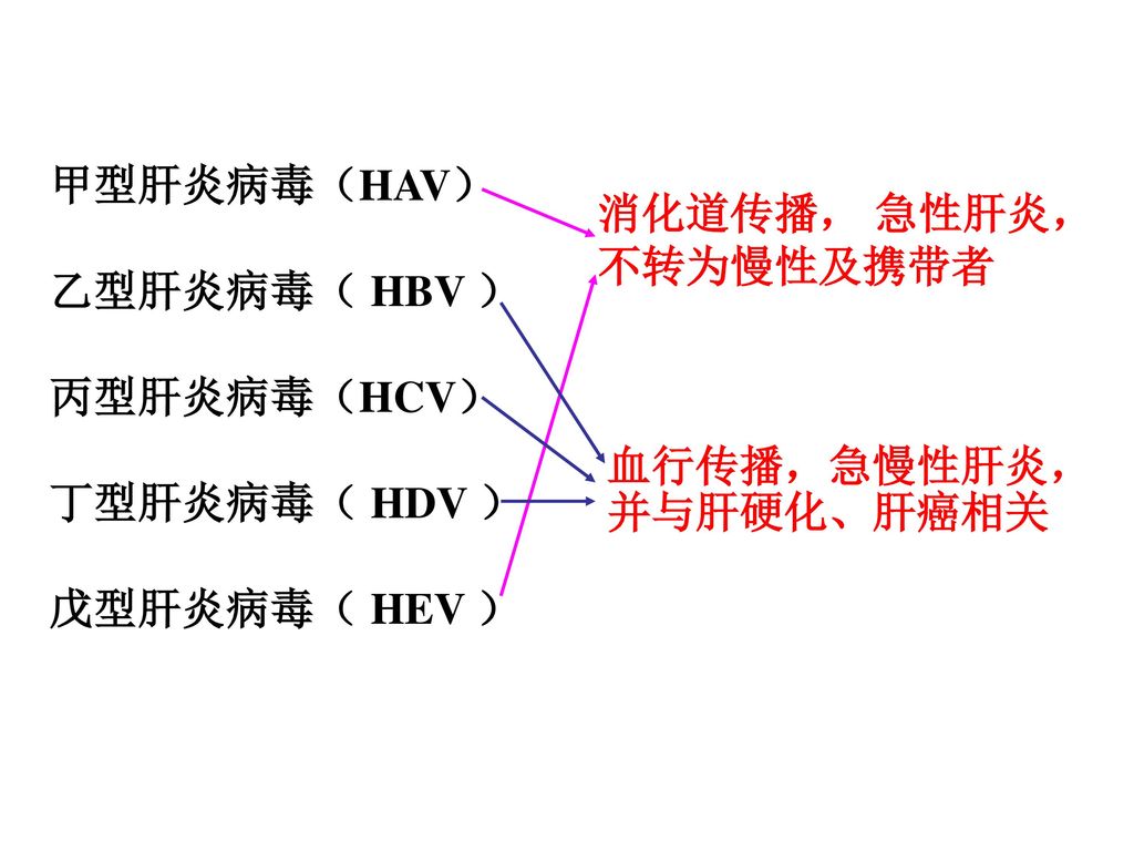 甲型肝炎病毒（HAV） 乙型肝炎病毒（ HBV ） 丙型肝炎病毒（HCV） 丁型肝炎病毒（ HDV ） 戊型肝炎病毒（ HEV ） 消化道传播， 急性肝炎，不转为慢性及携带者.