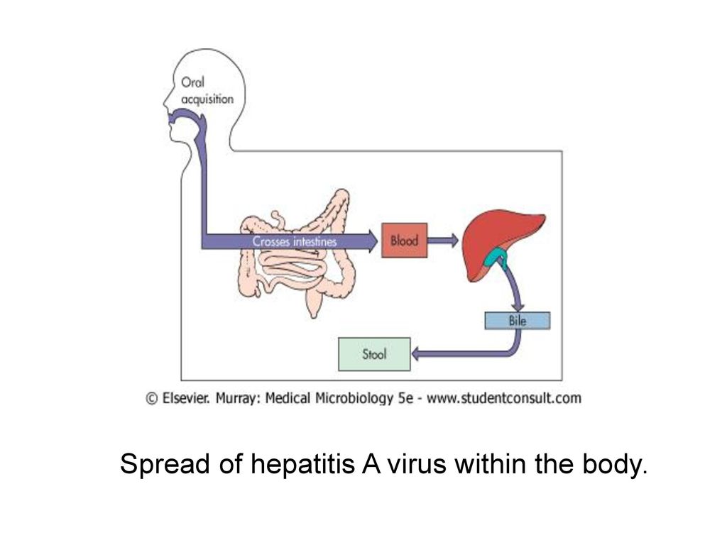 Spread of hepatitis A virus within the body.