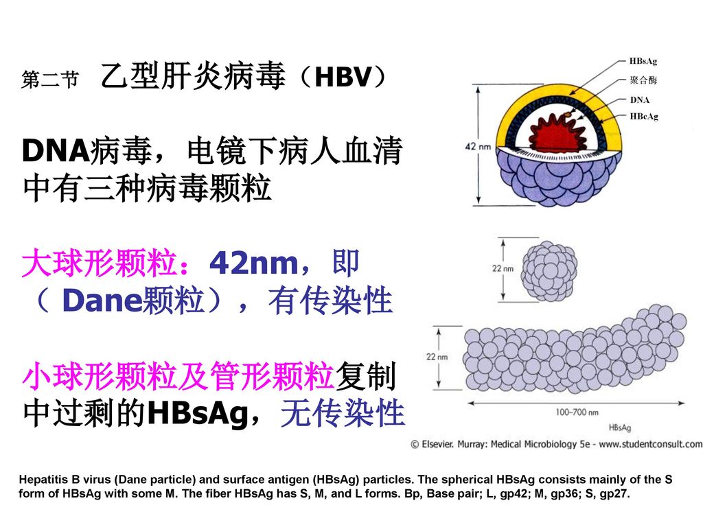 第二节 乙型肝炎病毒（HBV） DNA病毒，电镜下病人血清中有三种病毒颗粒 大球形颗粒：42nm，即（ Dane颗粒），有传染性 小球形颗粒及管形颗粒复制中过剩的HBsAg，无传染性