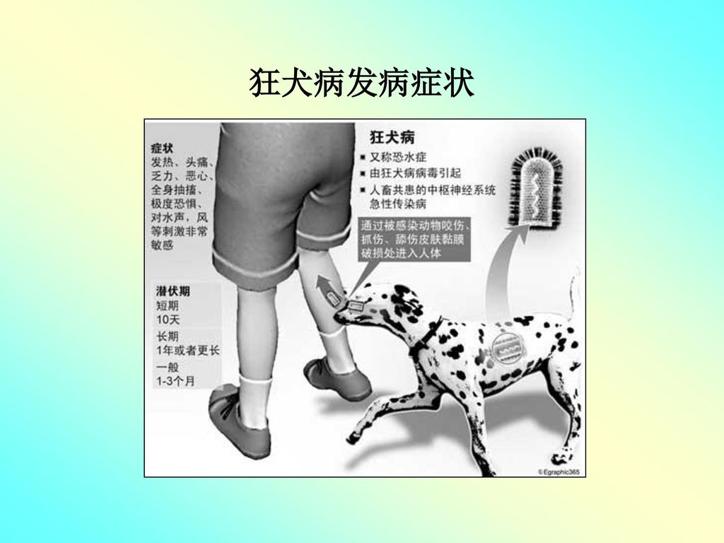 关爱健康 ——从狂犬病说起上海市上南中学张 正 国 狂犬病发病症状