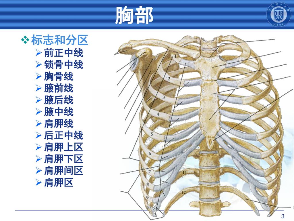 胸部 标志和分区 前正中线 锁骨中线 胸骨线 腋前线 腋后线 腋中线 肩胛线 后正中线 肩胛上区 肩胛下区 肩胛间区 肩胛区