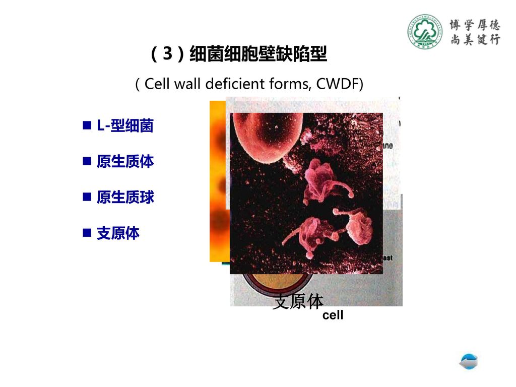 G+ G- ( 3 ) 细菌细胞壁缺陷型 支原体 （Cell wall deficient forms, CWDF) L-型细菌 原生质体