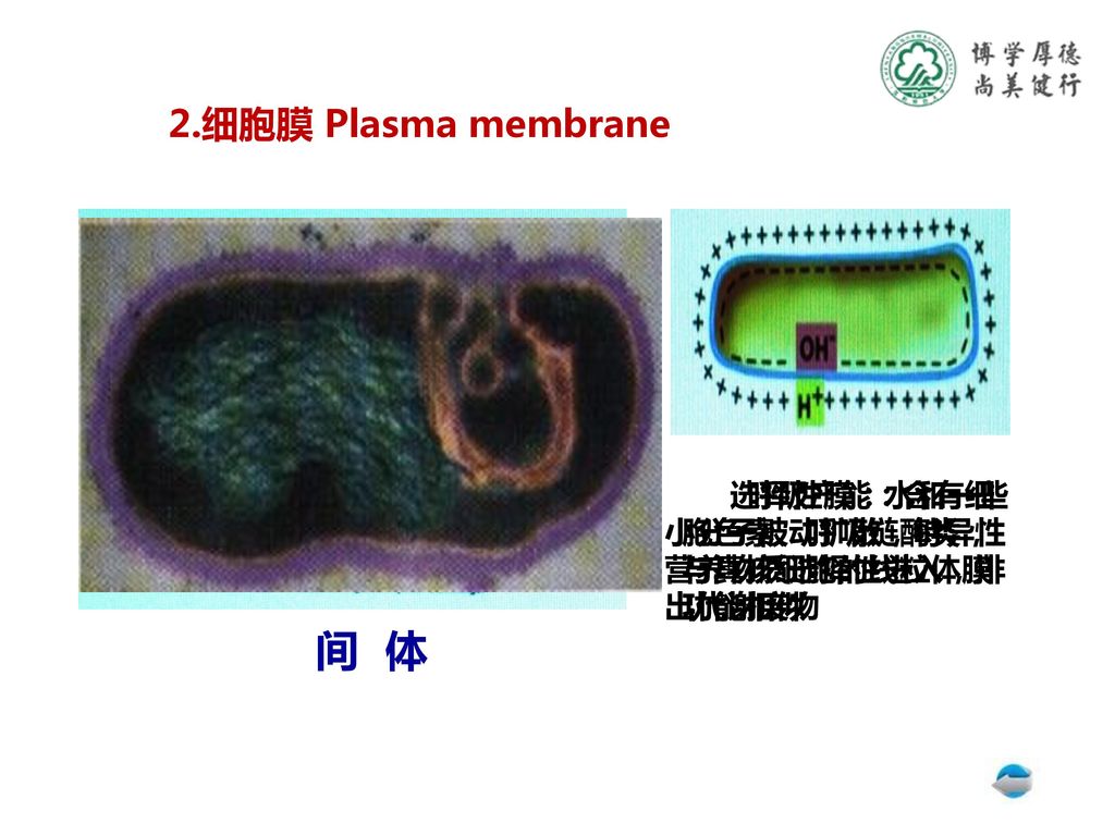 间 体 2.细胞膜 Plasma membrane 选择性膜：水和一些小分子被动扩散，特异性营养物质选择性进入，排出代谢废物