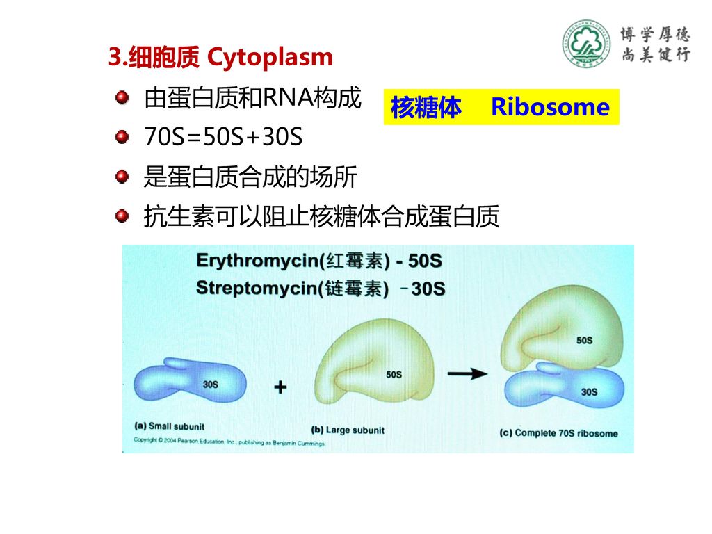3.细胞质 Cytoplasm 由蛋白质和RNA构成 核糖体 Ribosome 70S=50S+30S 是蛋白质合成的场所